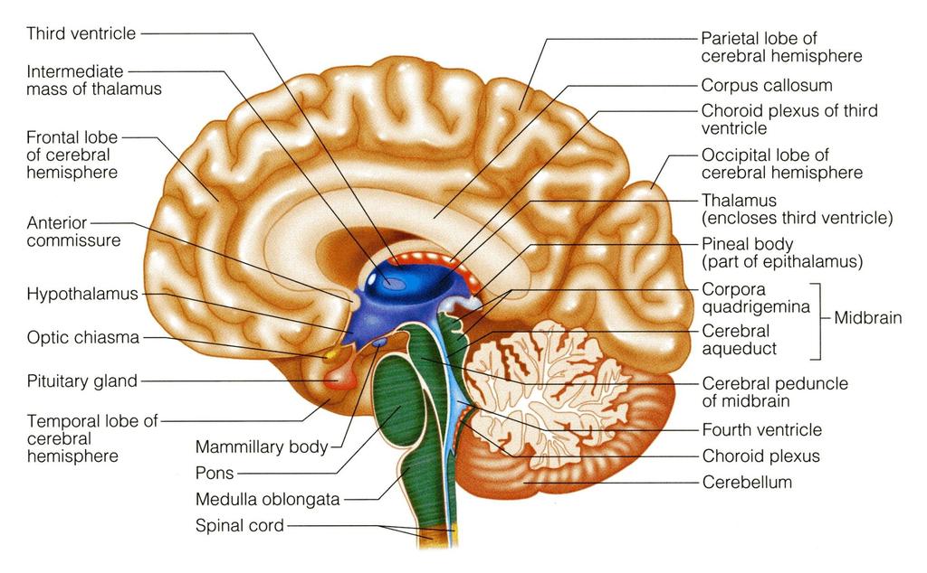 DIENCEPHALON The diencephalon is located between the 2 cerebral hemispheres and is linked to them and to the