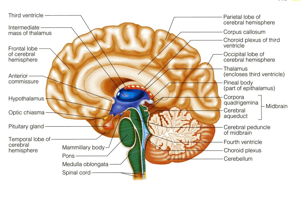 BRAIN STEM It is connected to the cerebellum with 3 paired peduncles Superior,