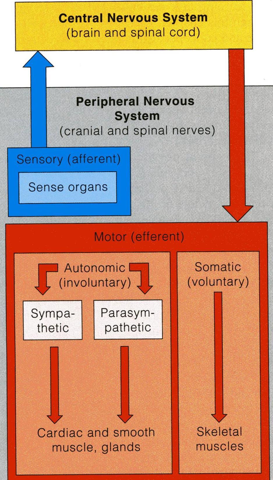 CLASSIFICATION Peripheral Nervous System (Cranial & Spinal Nerves) I- Anatomical or Structural classification: 1- Central NS 2-