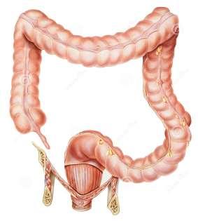 Are the colon and the rectum separate entities?