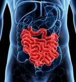 Is the colon is different to small bowel? Fluids / electrolytes?