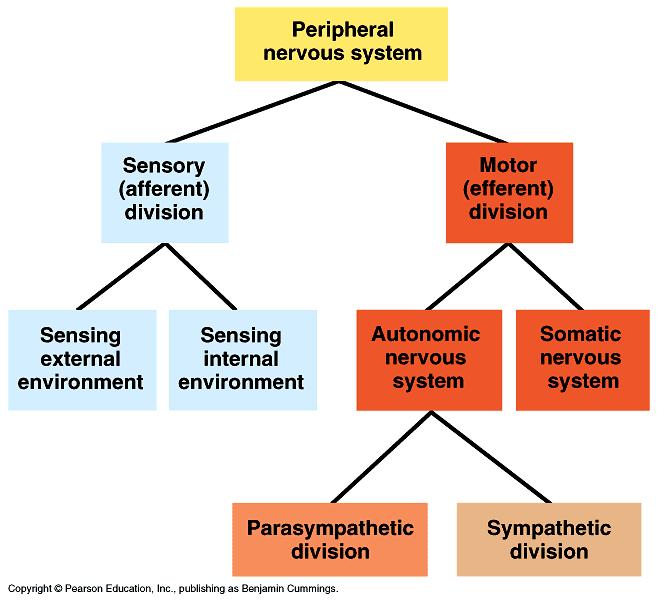 Vertebrate nervous systems are both ized and ized. All vertebrates belong to the phylum.