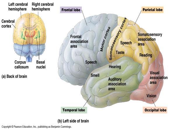 right half of the brain and vice versa.