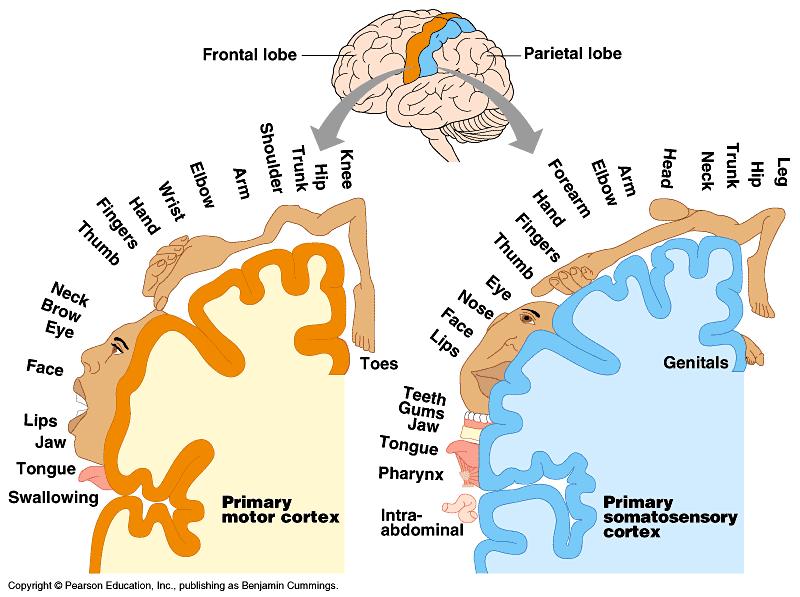 The right and left hemispheres are joined by a fiber called the made of white matter. The cerebral cortex has distinct lobes.
