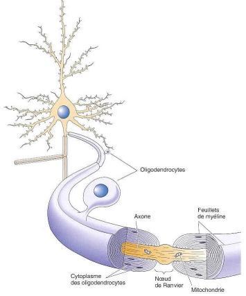 2) Support Cells Many axons are enclosed in an insulating layer called the sheath or just myelin.