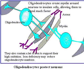 This myelin sheath is made by / support cells and comes in 2 varieties: A) Schwann cells- this is the myelin sheath of the. They have between them called the of.