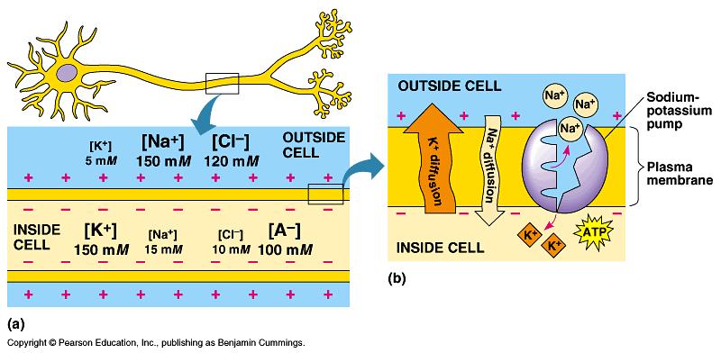 Recall that all cells have an electrical charge difference inside and outside of their cells.