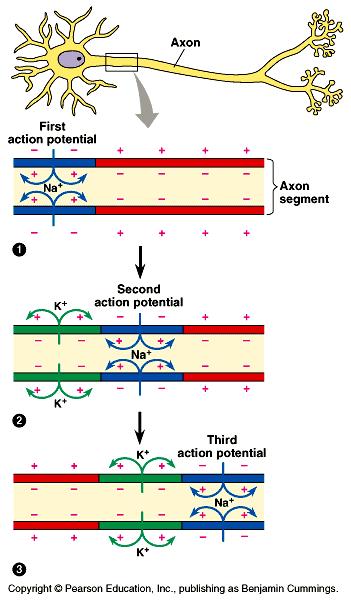 Q: What affects the speed of an action potential? 1) Diameter of Axon- The the axon, the it travels.