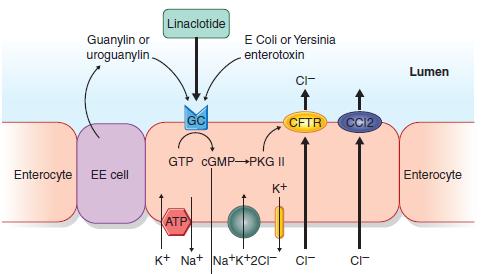 Mechanism of action of linaclotide