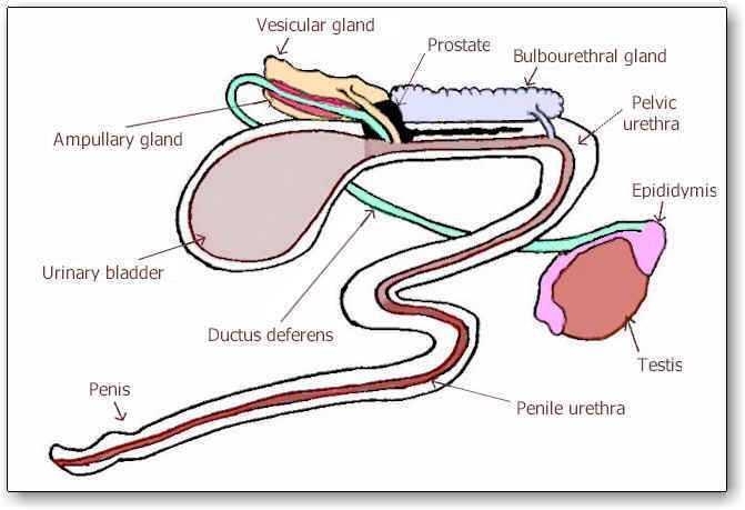 2-The peripheral zone : occupies 70% of the gland ' s volume so-called main glands,