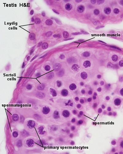 The straight tubules continue into the rete testis, a labyrinthine system of cavities in the mediastinum, is connected to the cephalic portion of