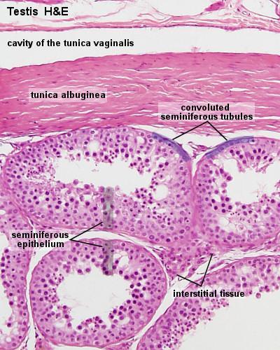 (Figure 2) These seminiferous tubules are lined with a complex stratified epithelium called germinal or seminiferous epithelium, enclosed by a thick