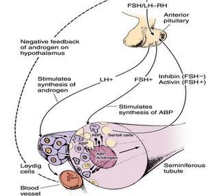 Spermatogenesis A process by which spermatozoids are formed.