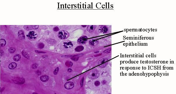 Interstitial tissue Leydig cells(15-20 µm), located in the interstitial tissue between the convoluted seminiferous tubules, constitute the endocrine component of the testis.
