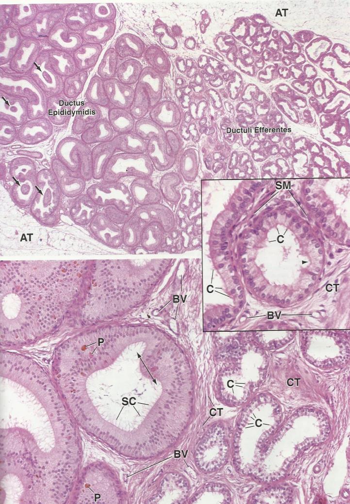 Stereocilia are non-motile structures, which in the EM resemble large microvilli. Towards the basal lamina we see a number of small nuclei, which belong to the basal cells of the ductus epididymidis.