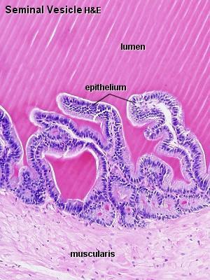 It has a folded mucosa that is lined with cuboidal or pseudostratified columnar epithelium rich in secretory granules.
