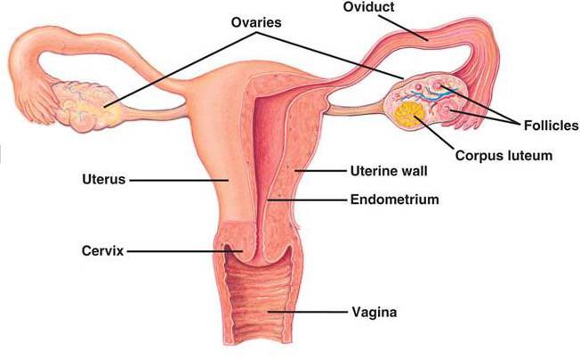 Colegio de San Francisco de Paula Curso 2014-15 Female reproductive system Ovaries Female gonads are called ovaries. They are two of them found in the abdominal cavity (one on each side).