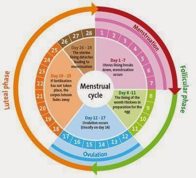 Colegio de San Francisco de Paula Curso 2014-15 The menstrual cycle - Hormones affect the wall of the uterus During the menstrual cycle, the wall of the uterus goes through four phases under the