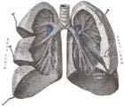 Chronic Obstructive Pulmonary Disease: What s New in Therapeutic Management?