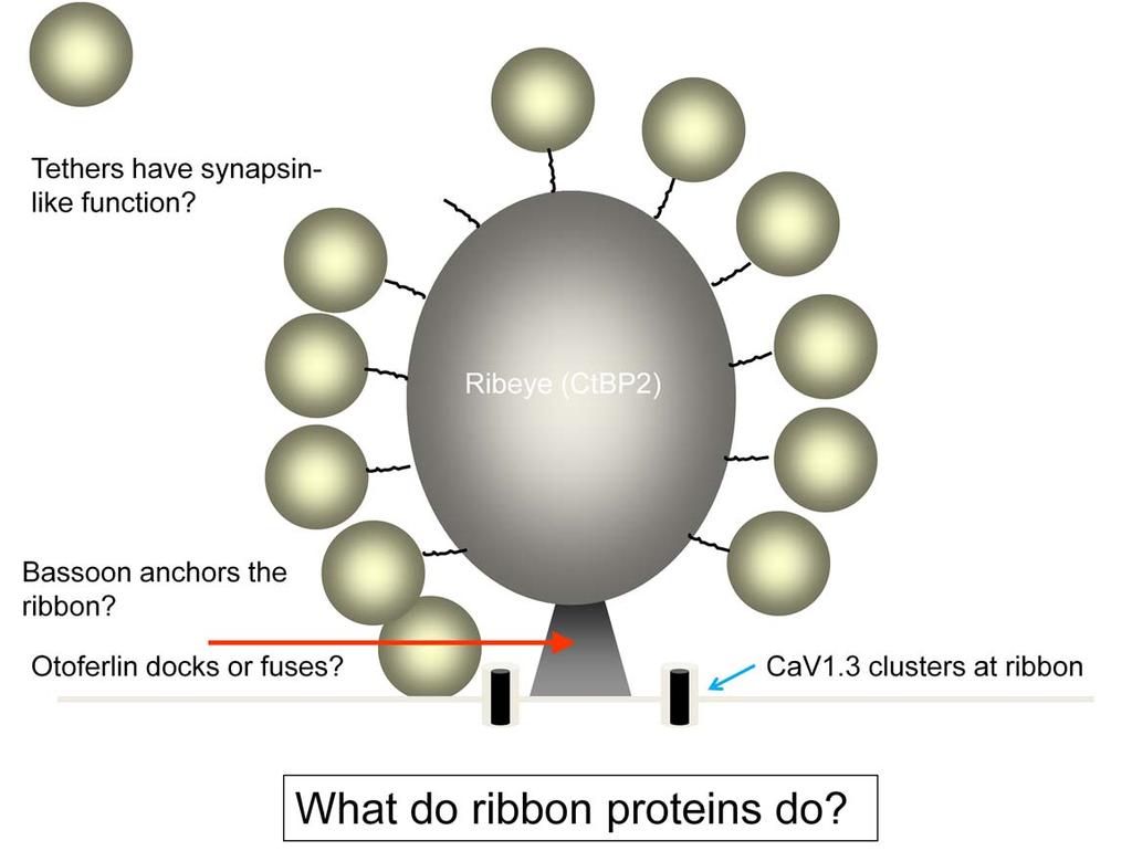 The protein ribeye makes up 70% of the molecular mass of the dense body. Molecular tethers (~30 nm in length) tie vesicles to the dense body of the ribbon.