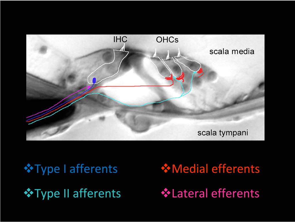 The mammalian cochlea possesses two classes of afferent neurons and two classes of efferent neurons. Type I afferents contact single inner hair cells to provide acoustic analysis as we know it.