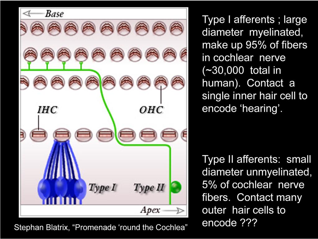 Type I afferents contact single inner hair cells and make up 95% of the VIIIth nerve. The main (only?) source of acoustic information to the brain.