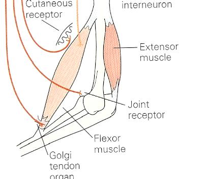 Proprioceptive receptor types Name: Muscle spindle receptors Golgi tendon organs Joint receptors Sensitive to: muscle