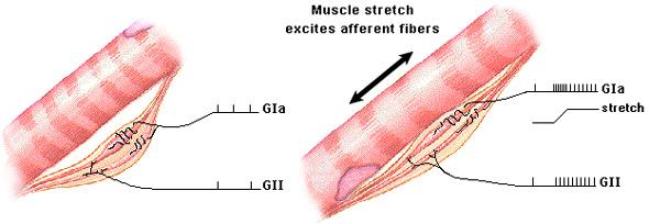the anatomical loop Muscle spindle excites the motor neuron Motor