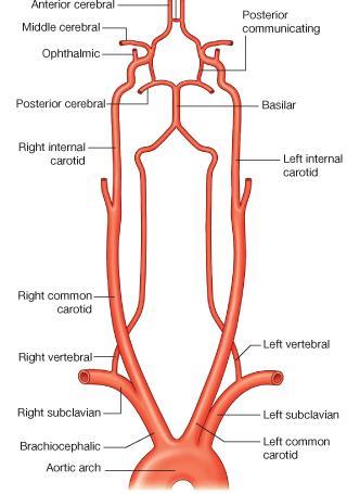 Composed of: 2 Anterior cerebral arteries 2 Internal carotid arteries 2 Posterior
