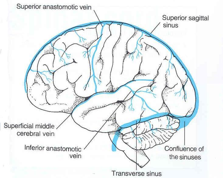 3.Superficial middle cerebral vein: Runs along the lateral sulcus Terminates into the Cavernous sinus It is