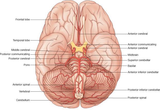 CEREBRAL ARTERIAL SUPPLY It is composed of two arterial