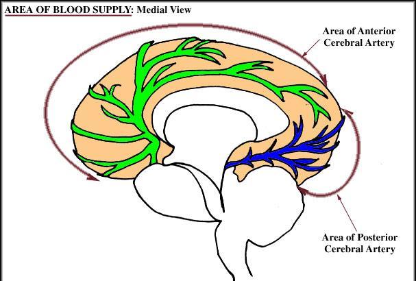 frontal and parietal lobes A narrow