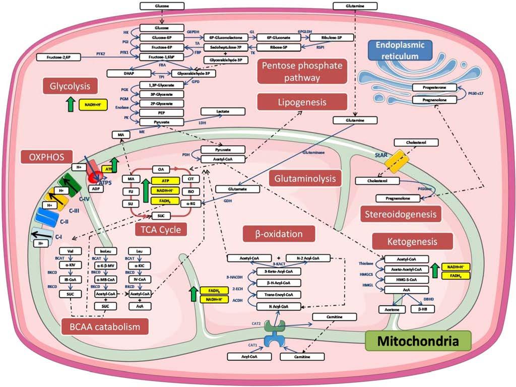 Simplified Representation of Biochemical Pathways