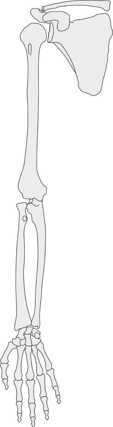 Humerus (arm bone) Connects shoulder blade