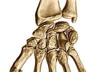 Carpal bones - Ossa carpi (8) Proximal row (from the thumb): os scaphoideum (scaphoid)