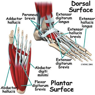 foot. This tendon helps support the arch and allows us to turn the foot inward.