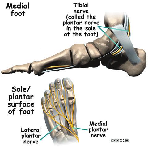 Two tendons run behind the outer bump of the ankle (called the lateral malleolus) and help turn the foot outward. Many small ligaments hold the bones of the foot together.