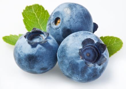 blueberry 12 weeks ad libitum