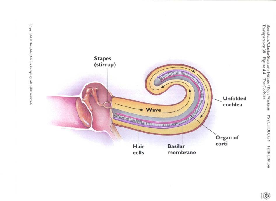 Inner Ear Inner Ear Cochlea Has a bony coiled exterior, contains receptors for hearing & transforms vibrations into nerve impulses (transduction) Hair Cells These auditory receptors arise from the