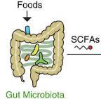 Slide 13 Dietary SCFAs All dairy Microbiota fermentation of dietary fibre generates short chain fatty acids SCFAs from