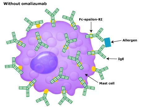 Omalizumab (XOLAIR) Recombinant humanized IgG1