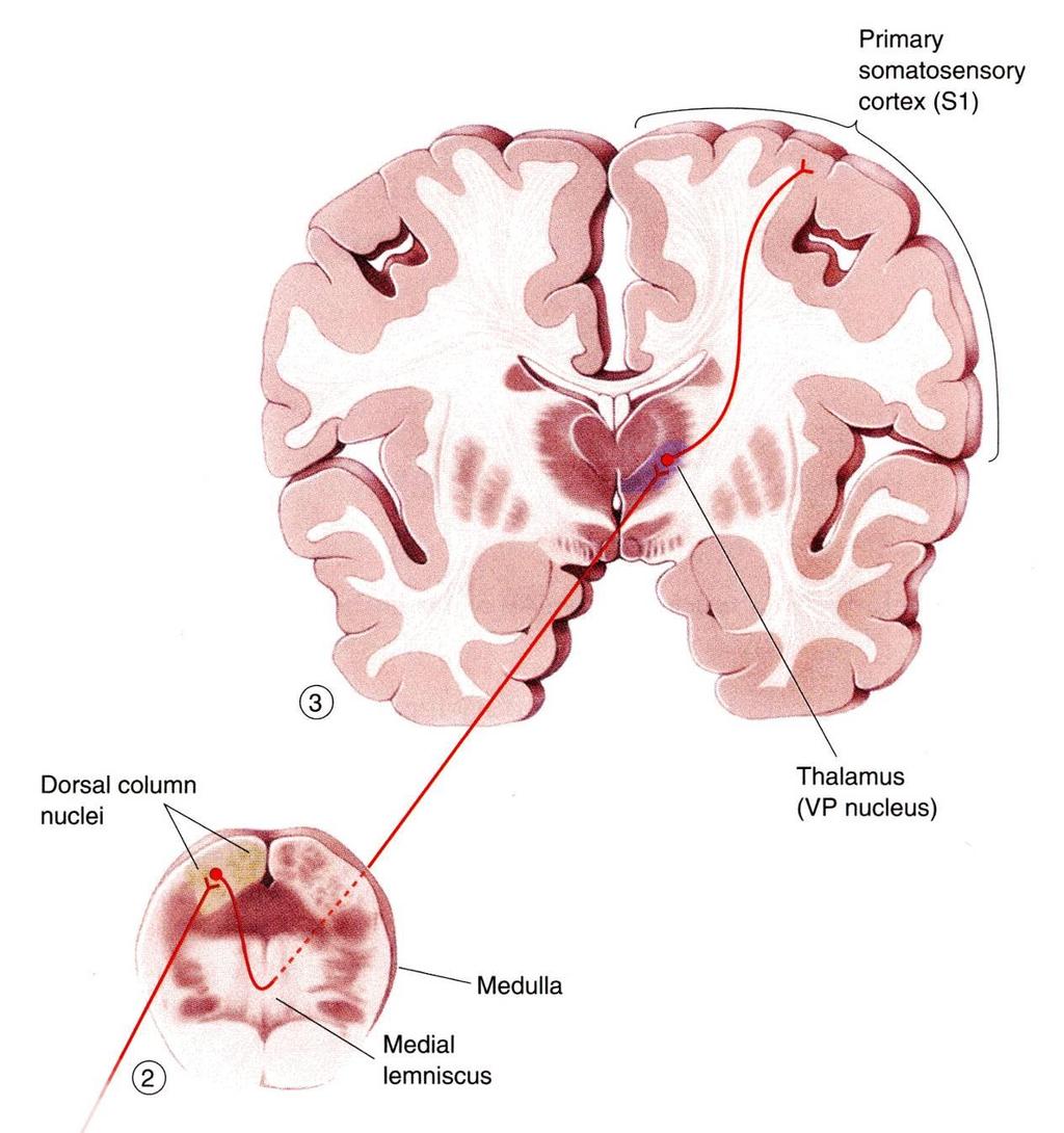 The axon of the second order neurone crosses over (decussates) to the opposite side of the CNS and ascends to the thalamus, where it terminates.