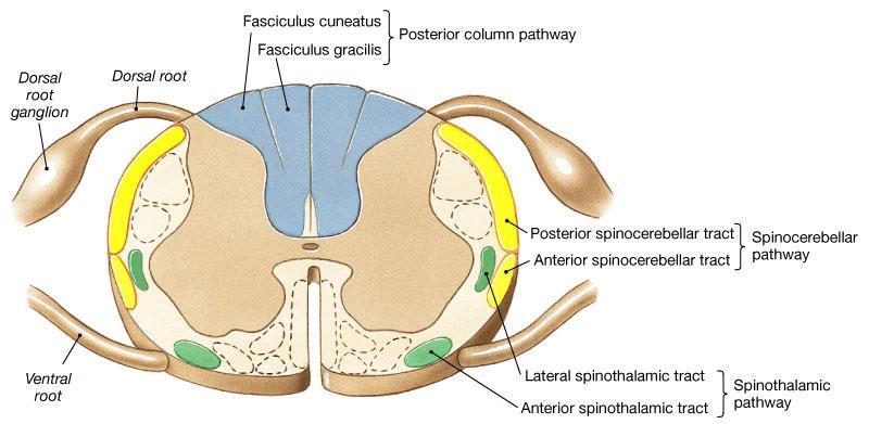 Three major pathways carry sensory information: Dorsal (Posterior )column (Gracile