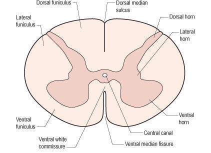 The grey matter of the spinal cord is completely surrounded by the white matter The White matter of the spinal cord