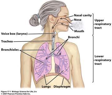 17.1 Effects of Smoke on the Respiratory System Chapter 17 Clearing the Air: Respiratory, Cardiovascular, and Excretory Systems Exhaled smoke + smoke directly from cigarette tip = (ETS) Affects and