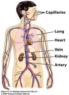 Blood Vessels system of tubes that carries blood in body Blood vessels 55 56 Blood Vessels Arteries Veins Capillaries tiny thin-walled blood vessels where Blood Vessels When the ventricles contract,