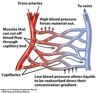 Blood Vessels Veins have much thinner, less-elastic walls than arteries, and the pressure of the blood is much lower once it reaches these vessel Blood tends to pool in veins which swell 61 62 Blood