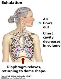 diaphragm is a muscle that contracts when we inhale This increases the volume of the chest cavity and decreases pressure 7 8 Diaphragm Air enters through the nose and through the larynx ( ) and then