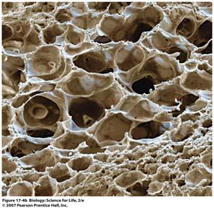 surface area as a tennis court Lungs Each alveoli is surrounded by capillaries (net of tiny blood vessels),