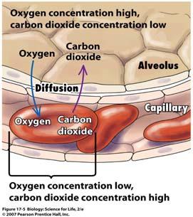 alveoli surfaces Can cause shortness of breath and wheezing 19 20 21 22 Gas Exchange The process of gas
